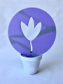 transparence - en pot 30cm